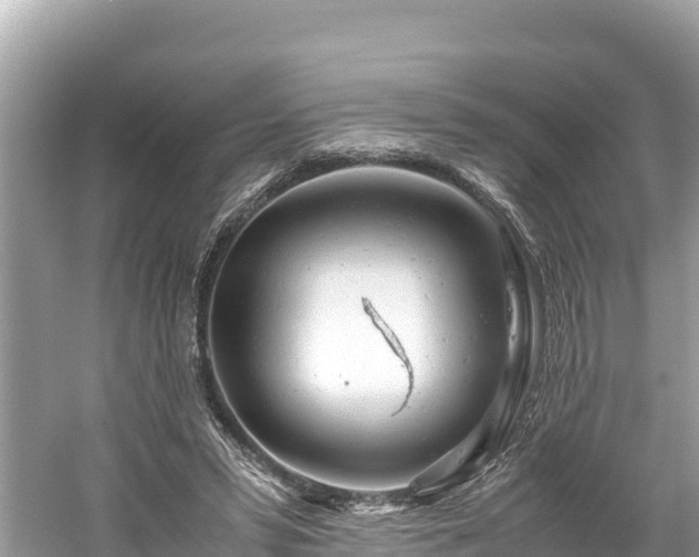 X0000061120399200511211006