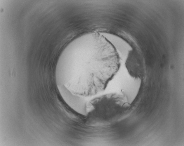 X0000061120065200512091853
