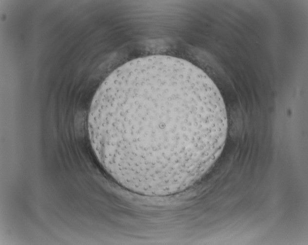 X0000061120034200512161450