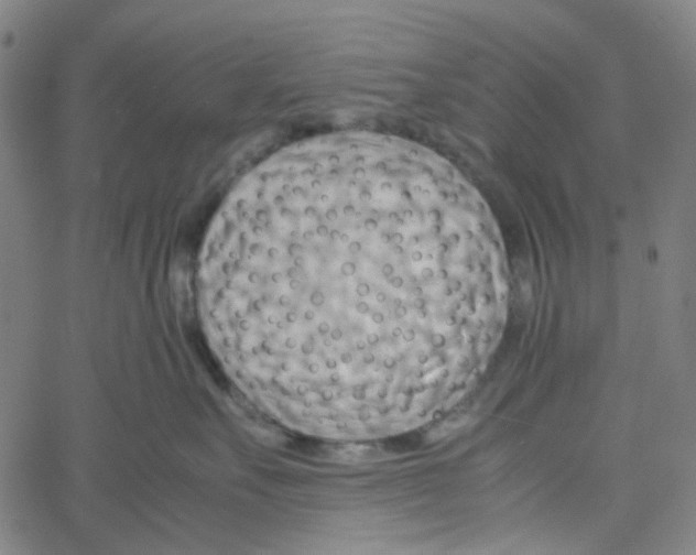 X0000061120527200512161442