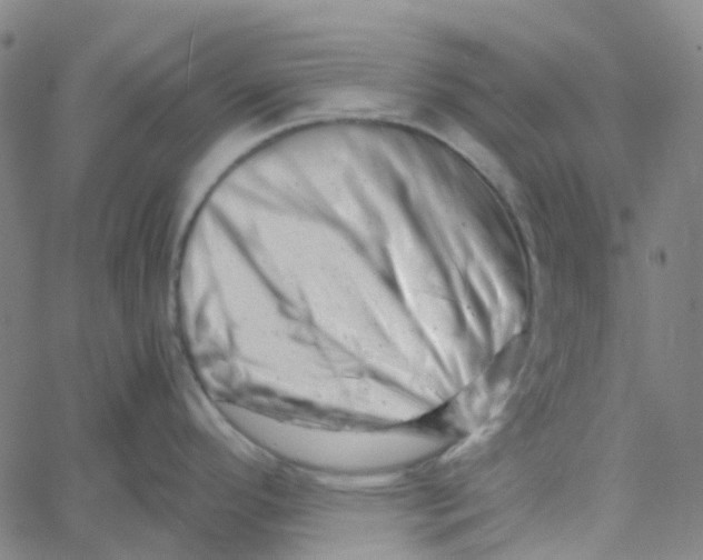 X0000061121296200512161429