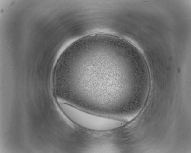 X0000061141056200511210931