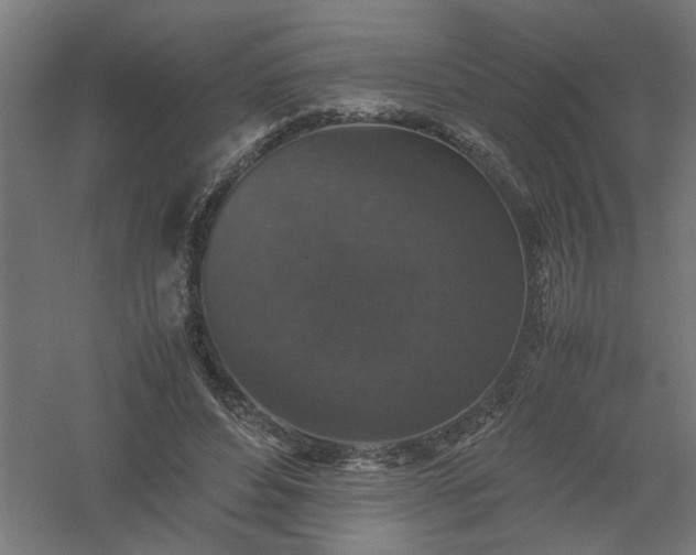 X0000061140496200511241808