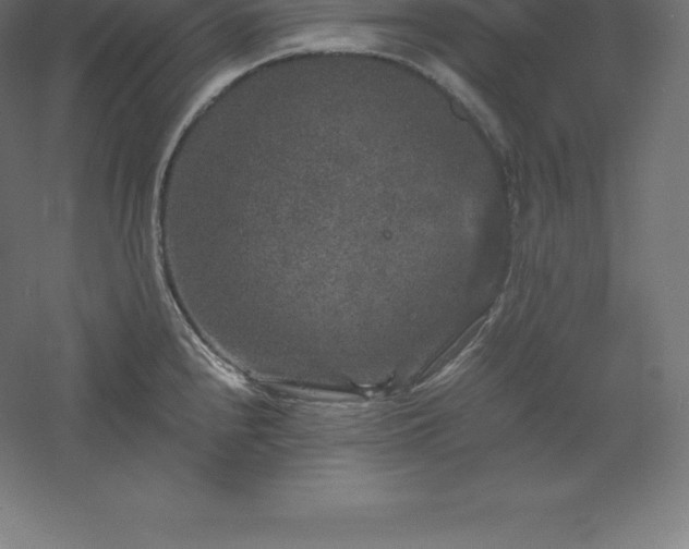 X0000061141240200511241755