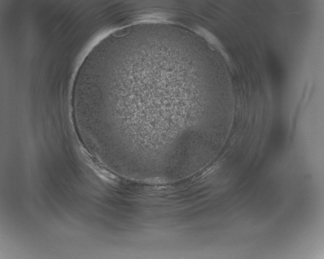 X0000061141435200511241752