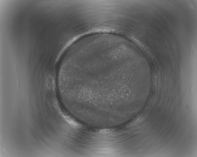 X0000061140064200512022258