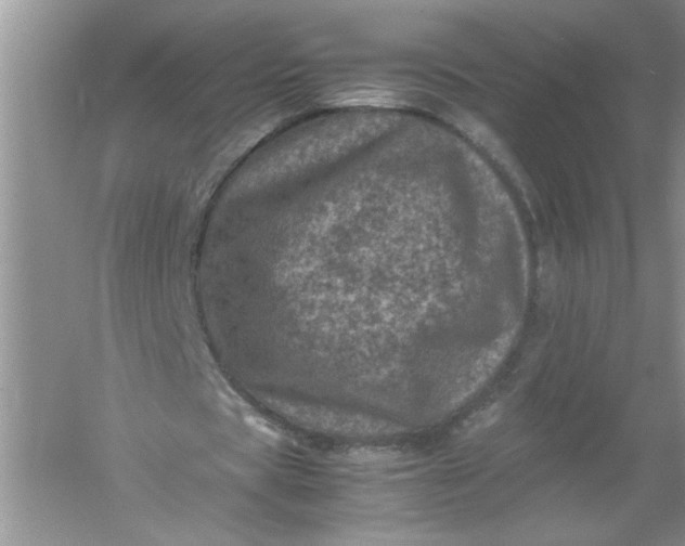 X0000061140529200512022250