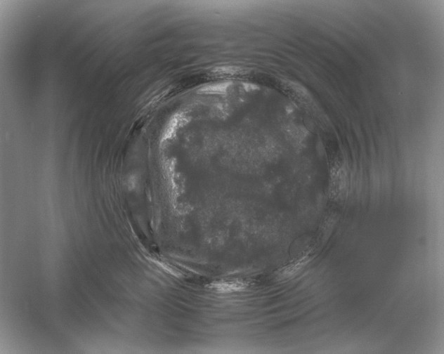 X0000061140765200512022247