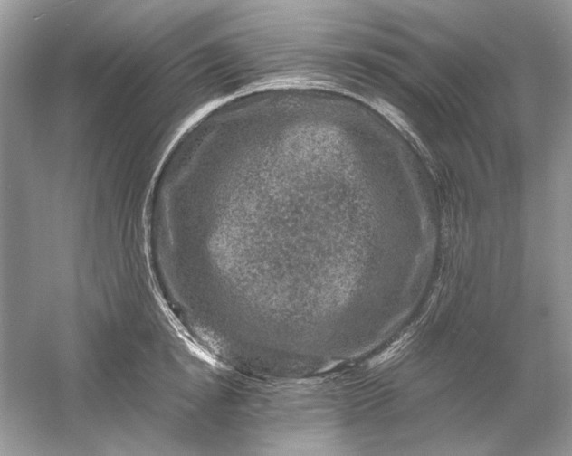 X0000061140854200512022245