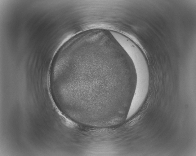 X0000061140999200512022242