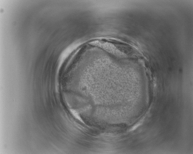 X0000061140294200512091941