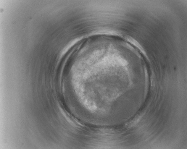 X0000061140436200512091938