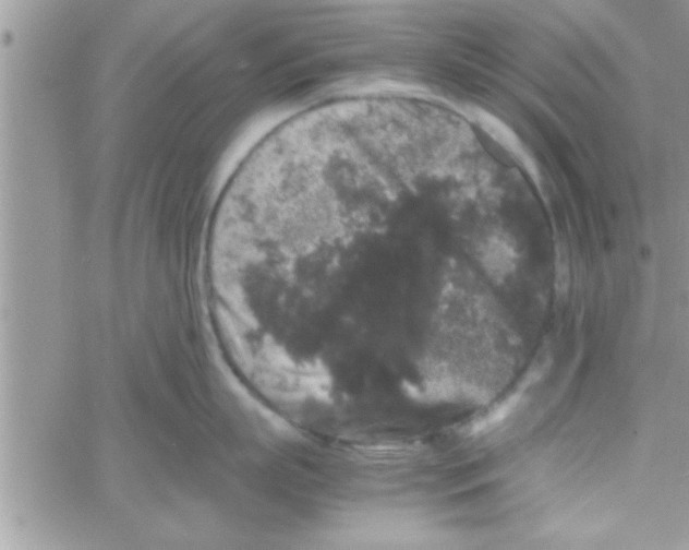 X0000061140863200512091932