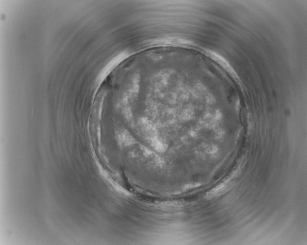 X0000061140946200512091930