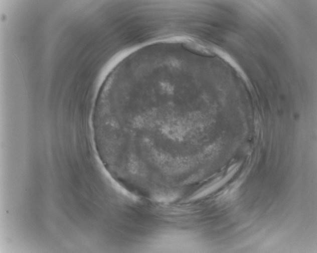 X0000061140959200512091930