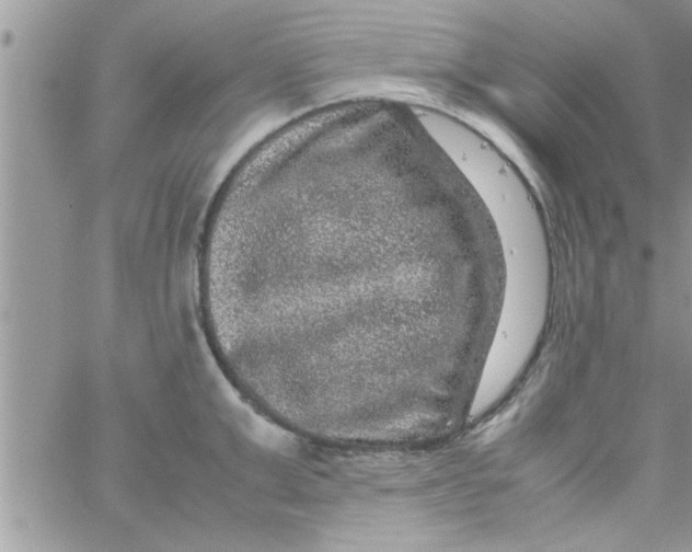 X0000061140999200512091929