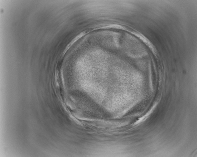 X0000061141001200512091929