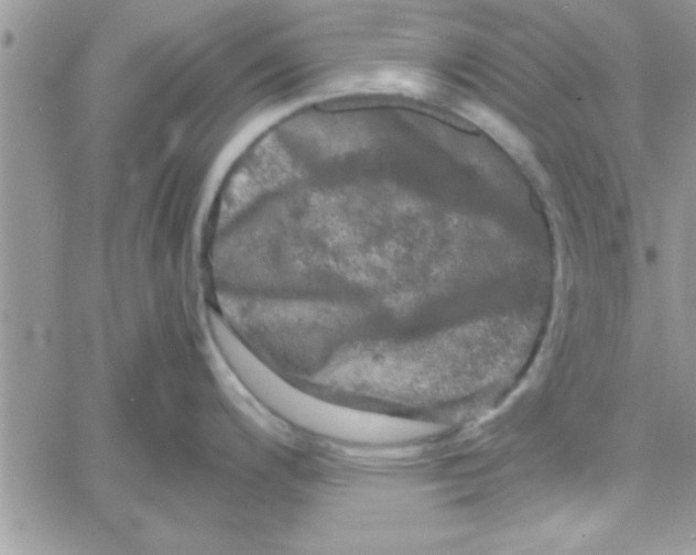 X0000061141200200512091926