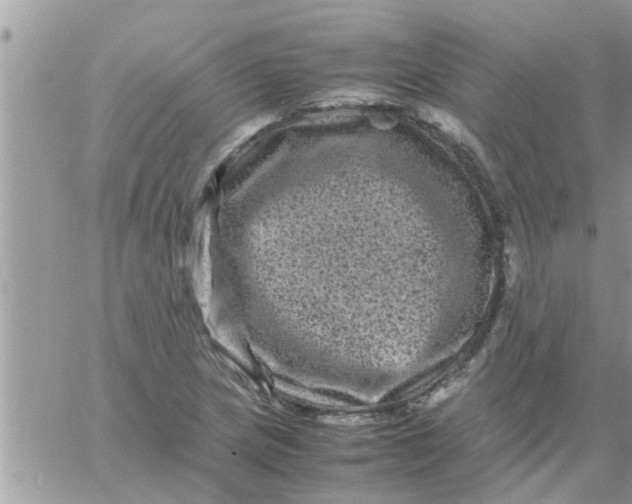 X0000061141217200512091925