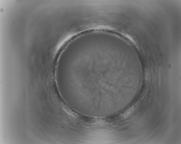 X0000061141263200512091925