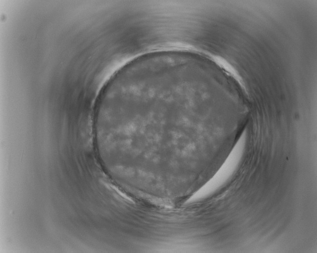 X0000061141364200512091923