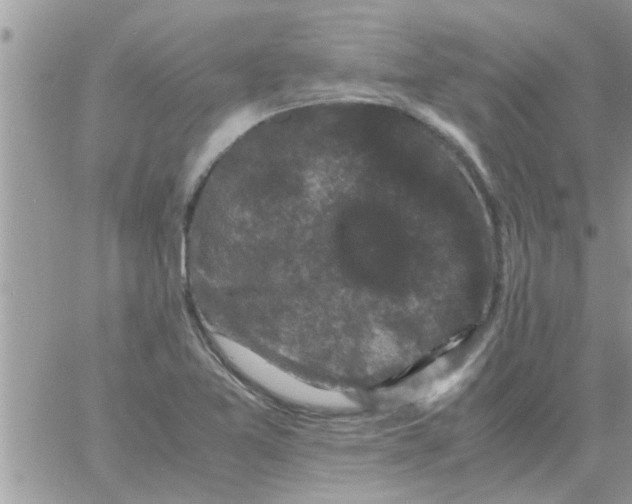 X0000061141365200512091923