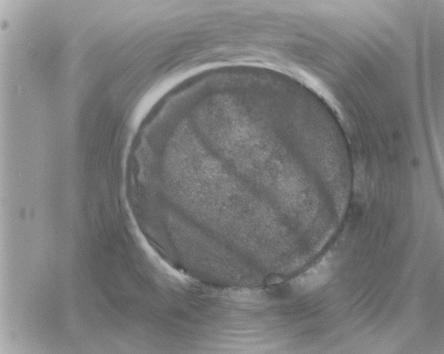 X0000061141520200512091921