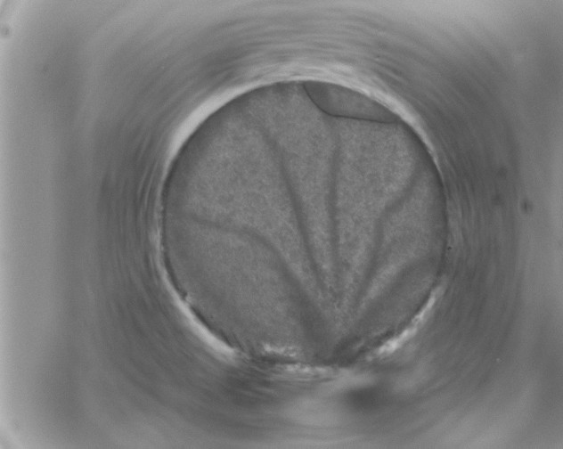 X0000061141525200512091921