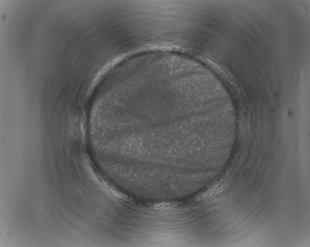 X0000061140064200512161540