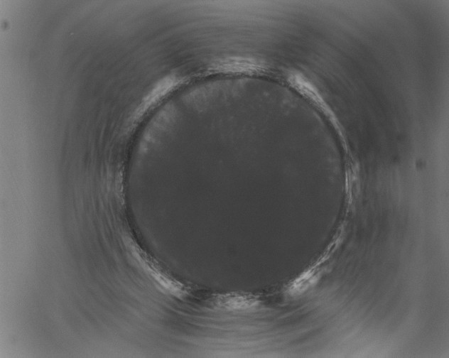 X0000061140249200512161537