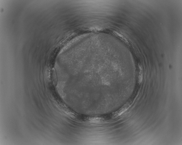 X0000061140268200512161537