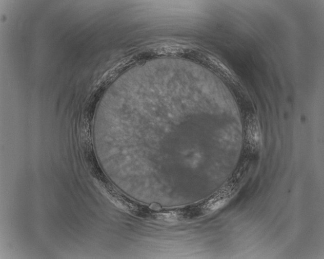 X0000061140411200512161535