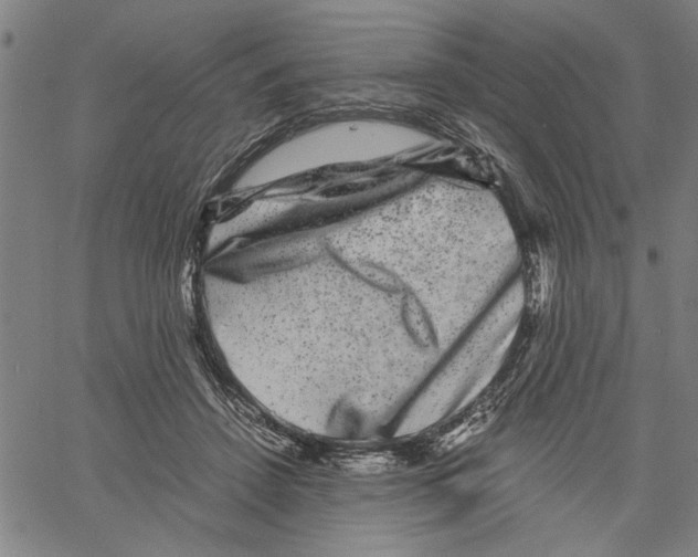 X0000061140456200512161534