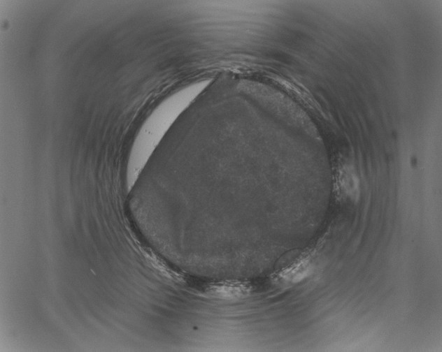 X0000061140466200512161534