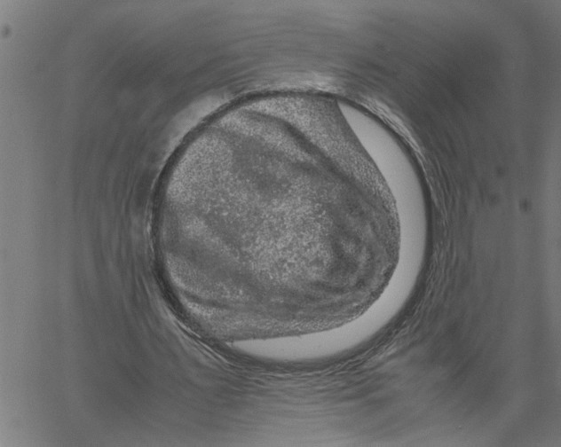 X0000061140483200512161534