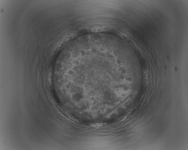 X0000061140499200512161534