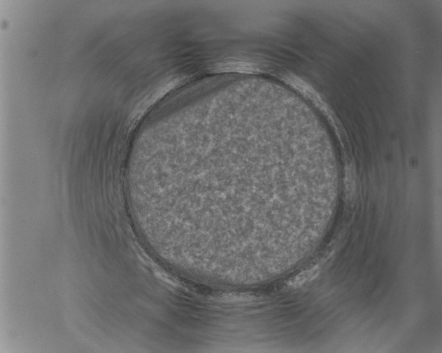 X0000061140529200512161532