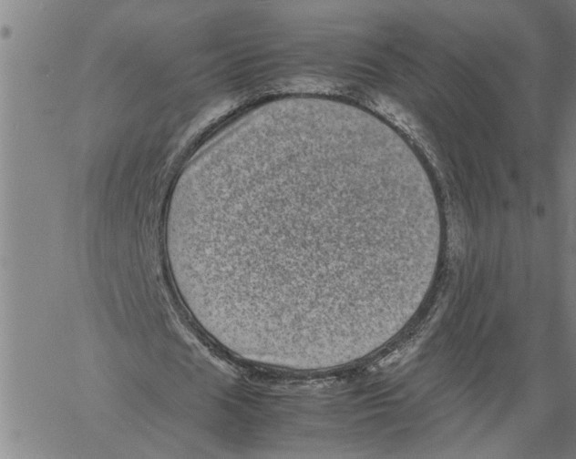 X0000061140625200512161531