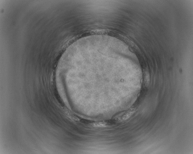 X0000061140668200512161531