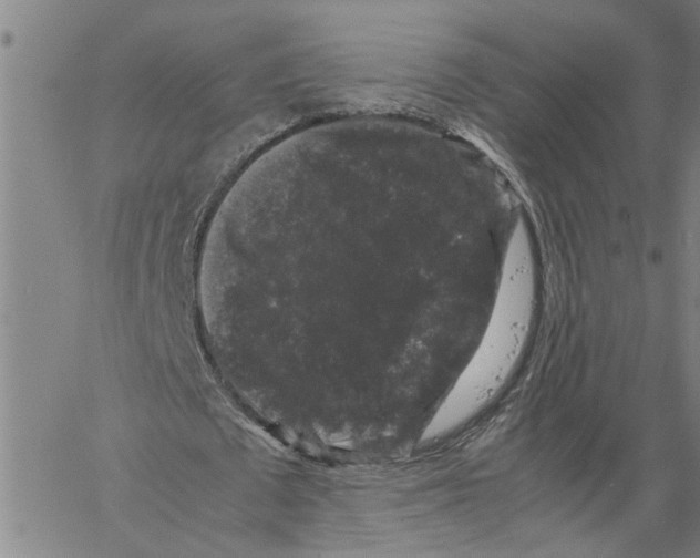 X0000061140673200512161531