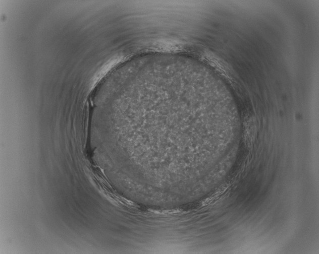 X0000061140679200512161531