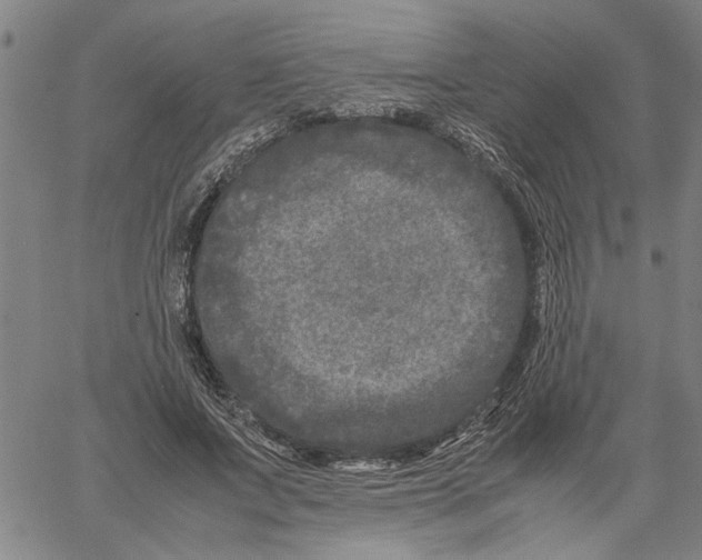 X0000061140687200512161530