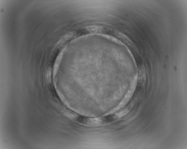 X0000061140717200512161530