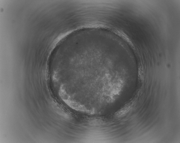 X0000061140724200512161529