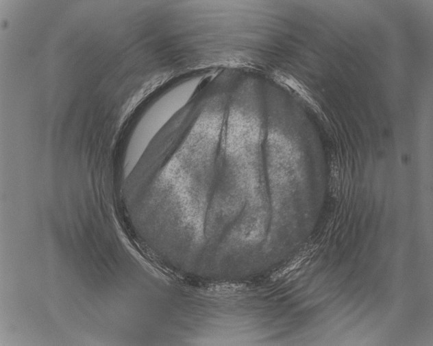 X0000061140734200512161529