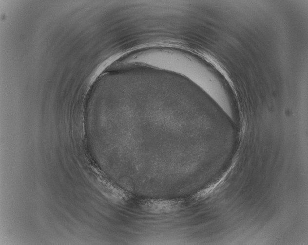 X0000061140829200512161528