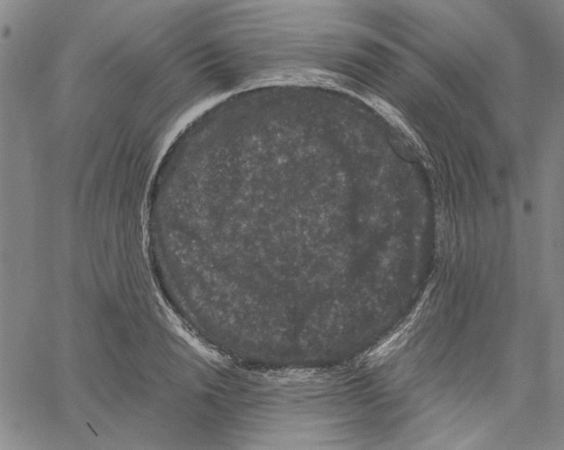 X0000061140846200512161528