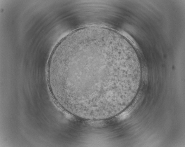 X0000061140856200512161528