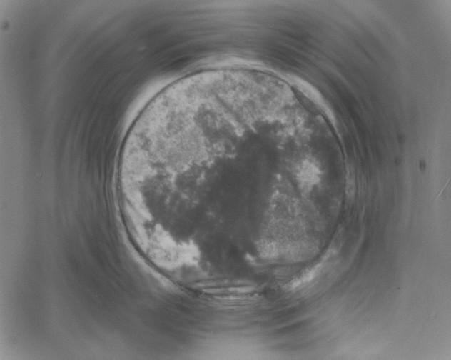 X0000061140863200512161528