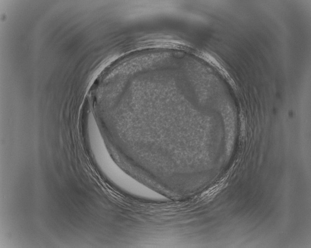 X0000061140883200512161527